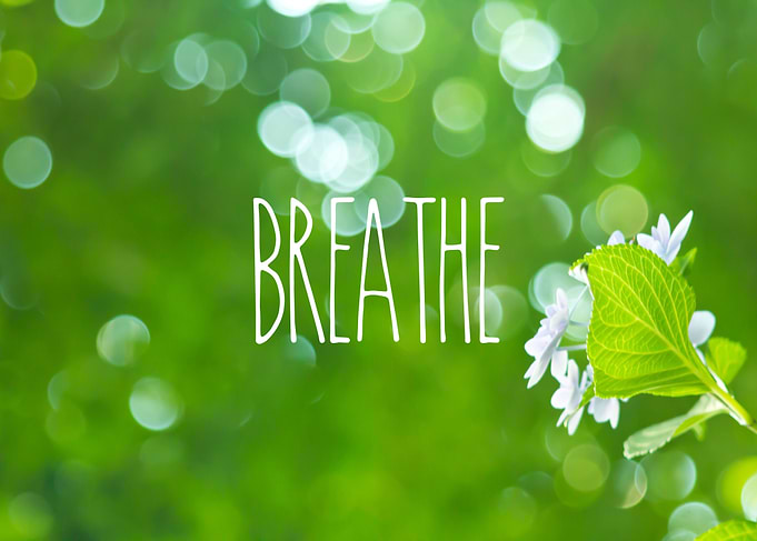 Breathe Refreshing Hydrangea with Green Leaves and Boke ...