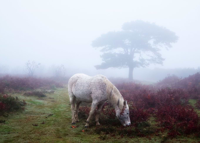 New Forest, Bratley, Hampshire, England, United Kingdom ...