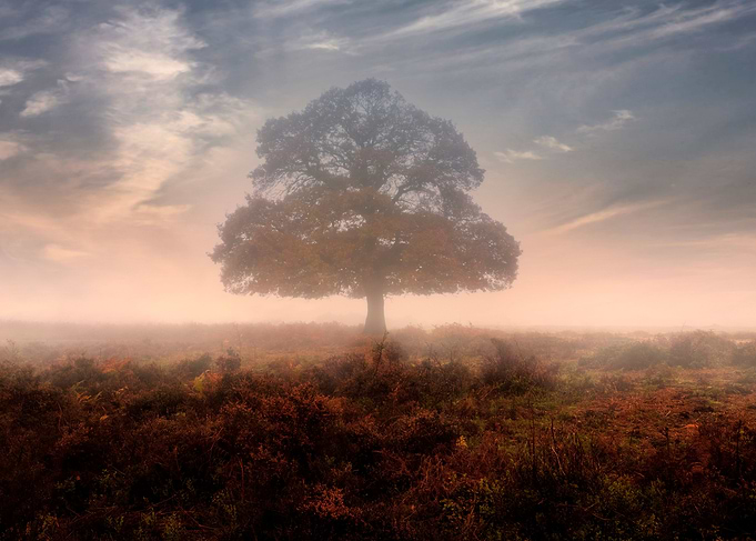 New Forest, Bratley, Hampshire, England, United Kingdom ...