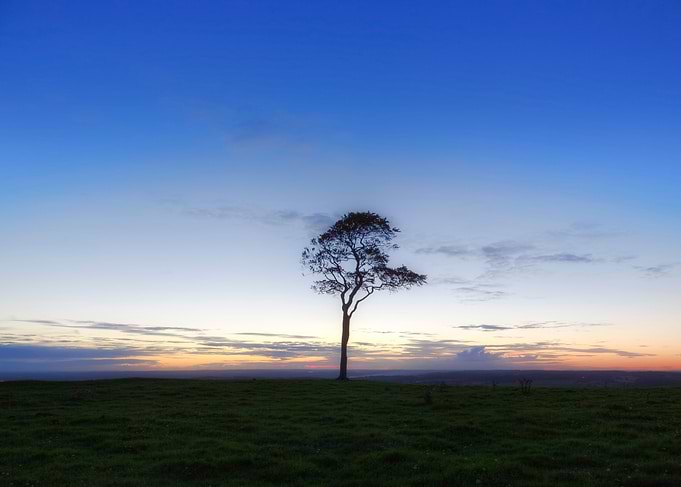 tree in sunset on Roundway Hill, Devizes, Wiltshire, En ...