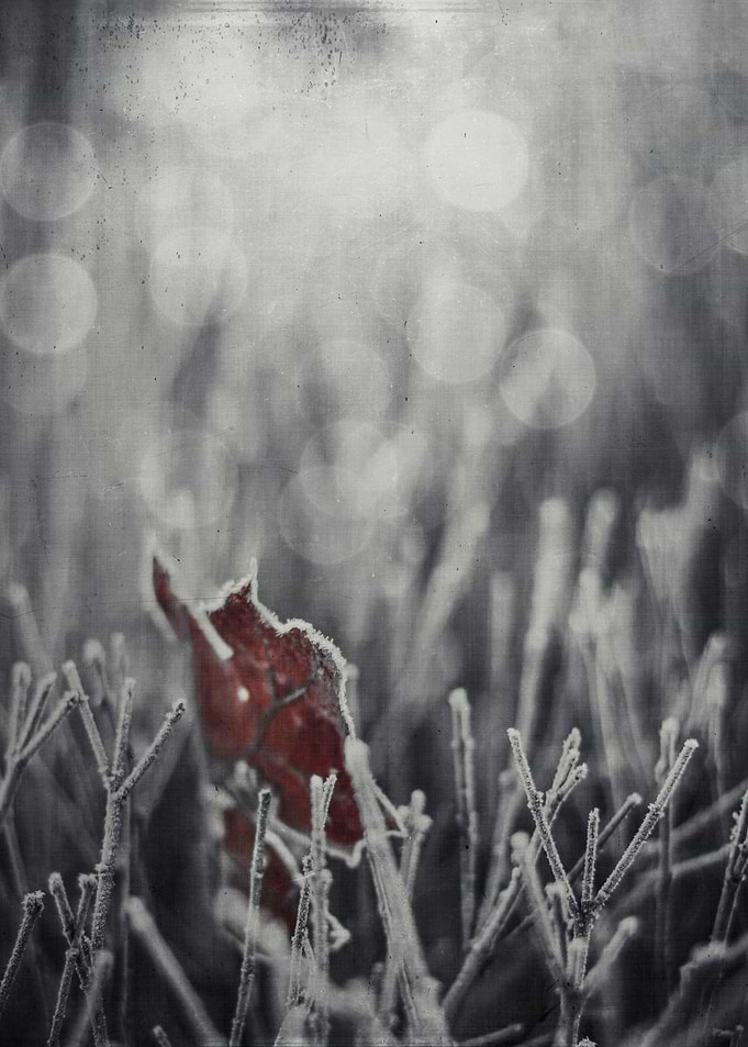 hoarfrost on a maple leaf and twigs