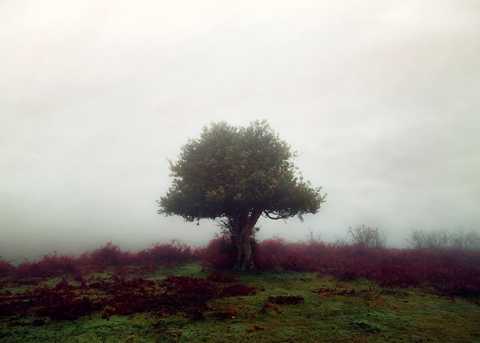 New Forest, Bratley, Hampshire, England, United Kingdom ...