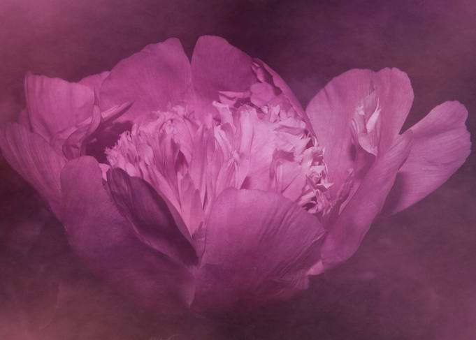 violet peony