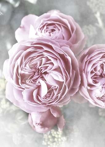 vintage roses