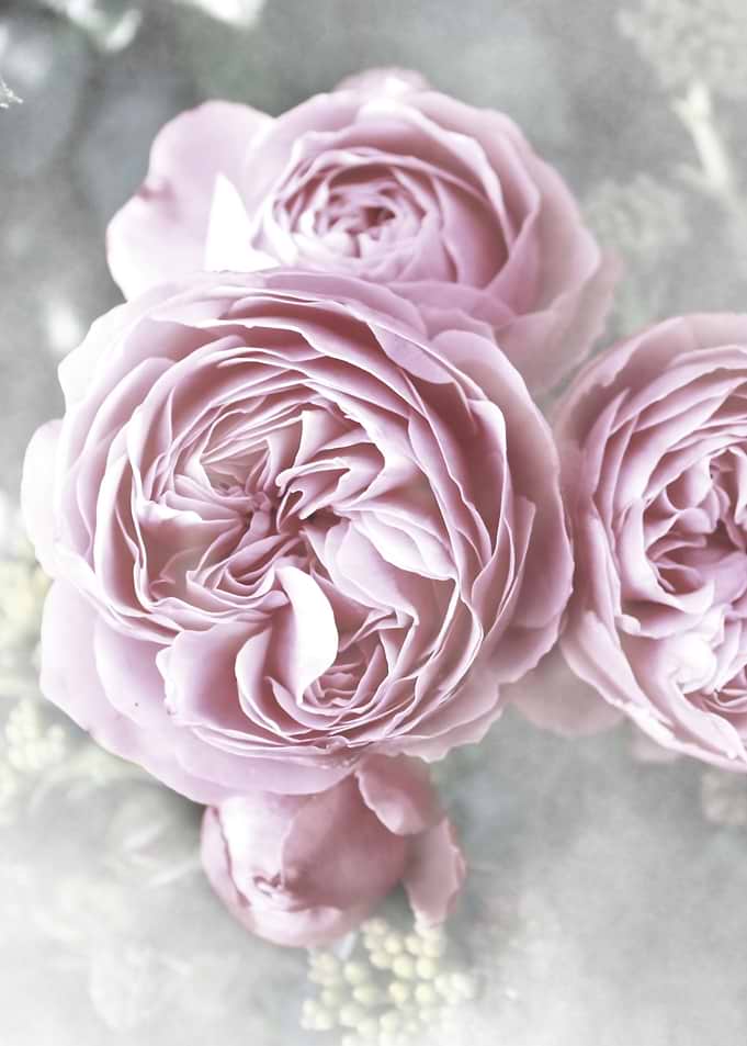 vintage roses