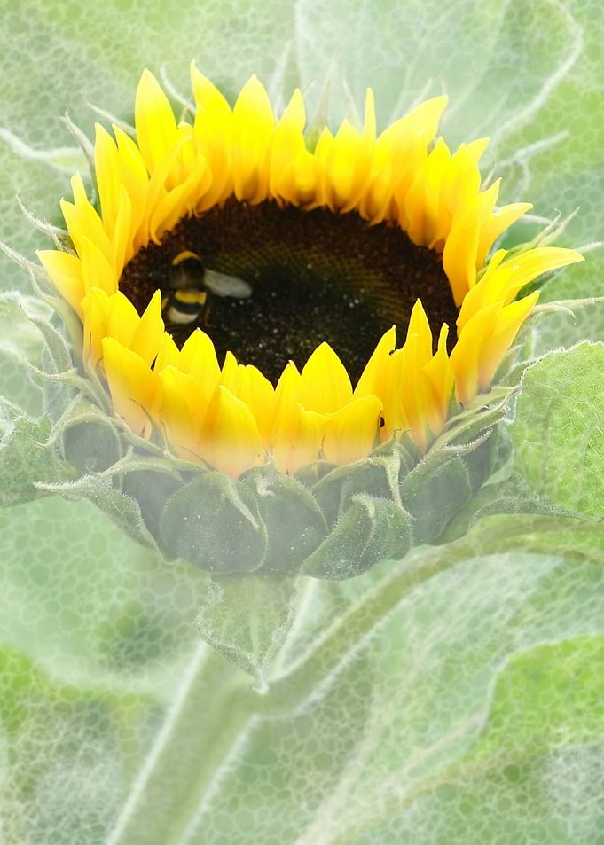 Sunflower with bee