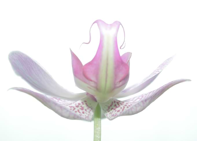 white orchid