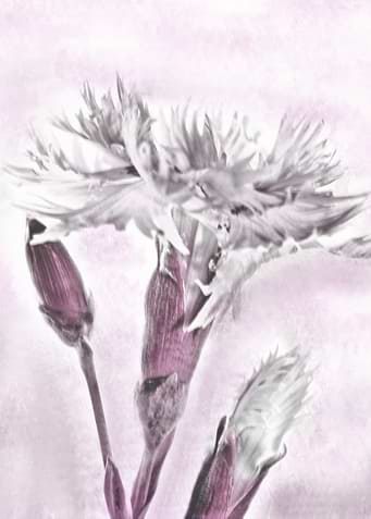 Cloves
