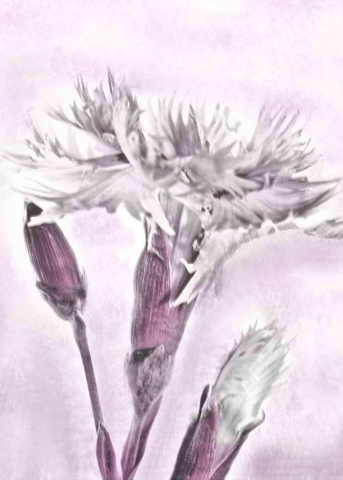 Cloves