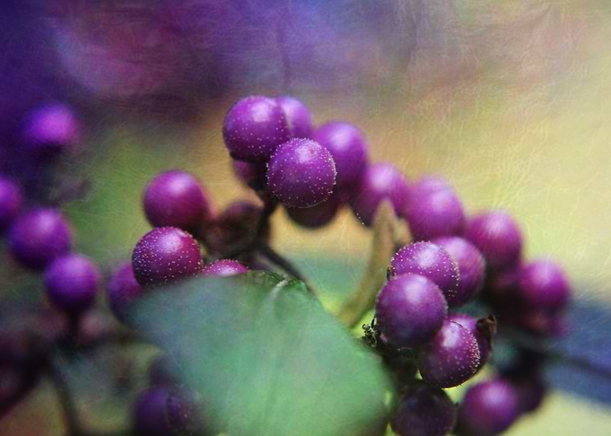 Macro of violet Callicarpa dichotoma 'Issai'