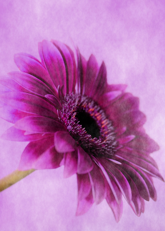 pink Flower