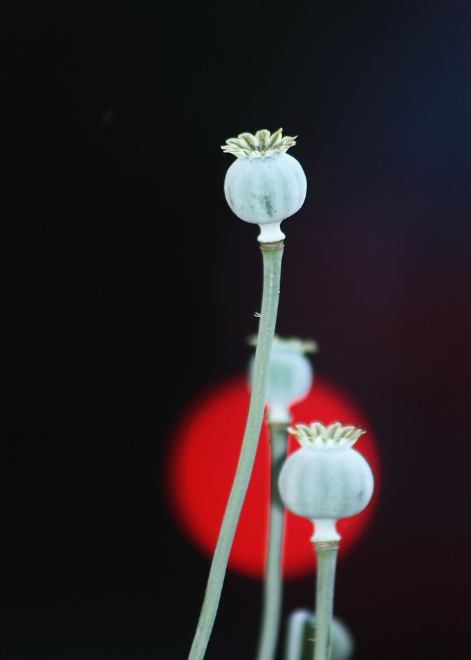 Poppy encase