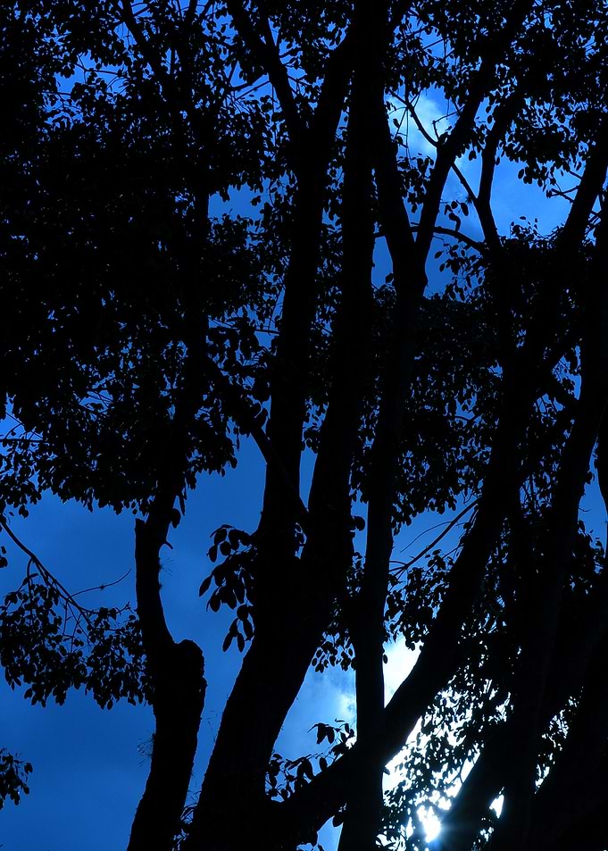 Sunrise Tree