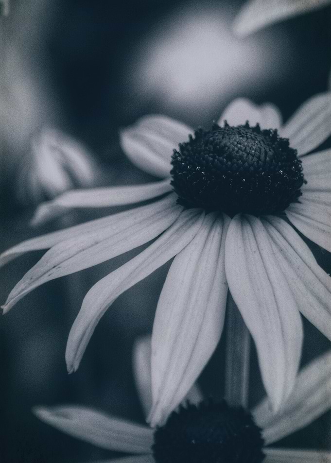 Floral 3