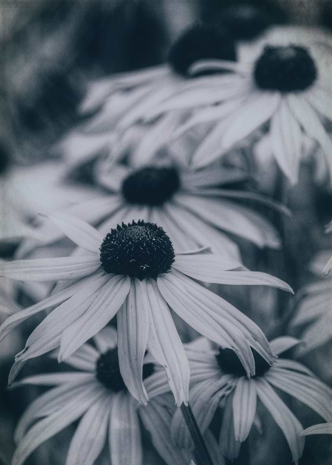 Floral 2