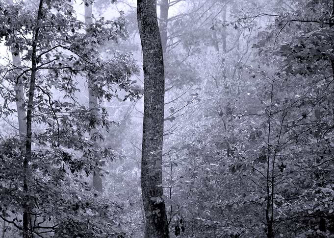Misty Cold Morning
