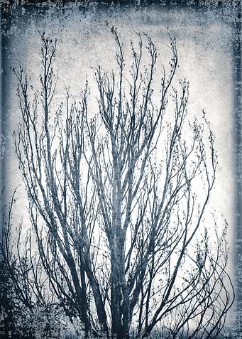 Nostalgia for a tree
