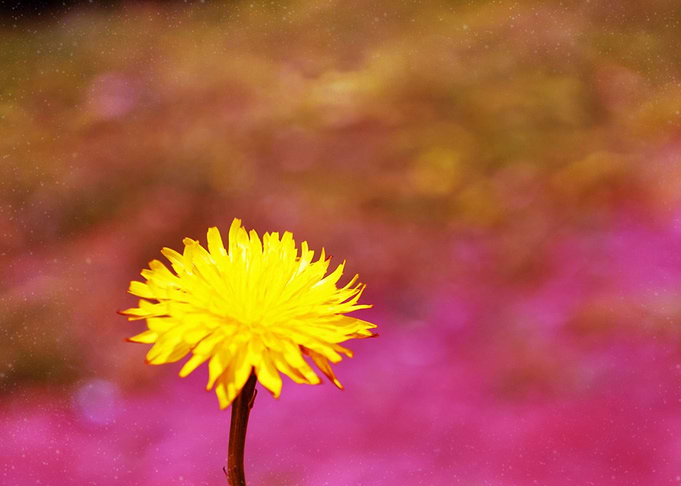 daisy