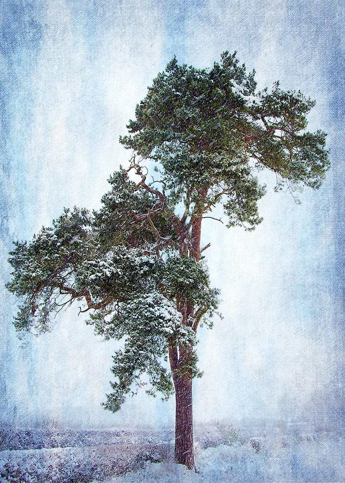 Winter Pine Tree