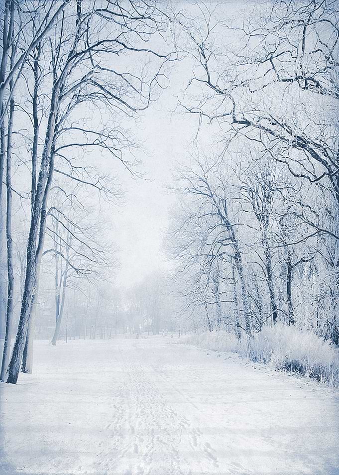Quiet Winter Path