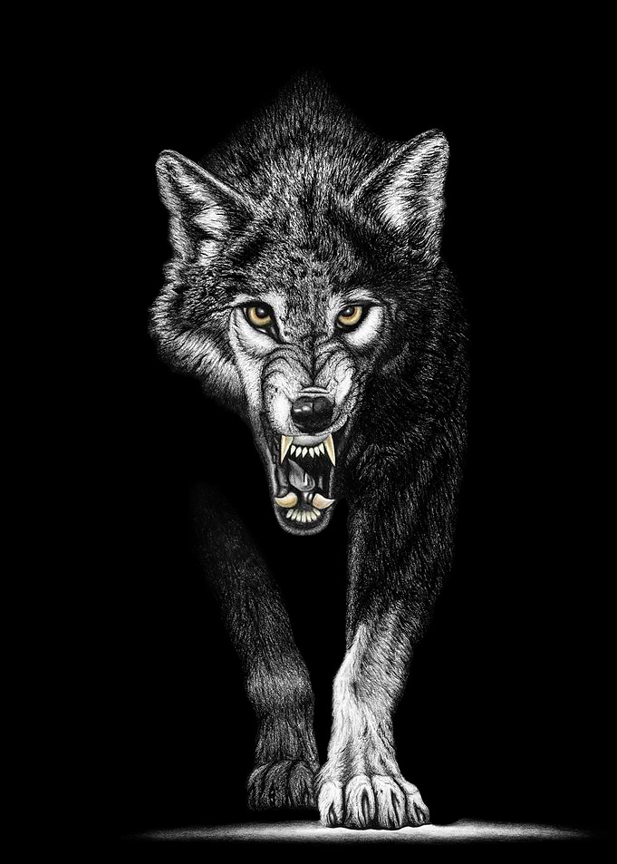 Charcoal drawing of a wolf, ready to eat you!