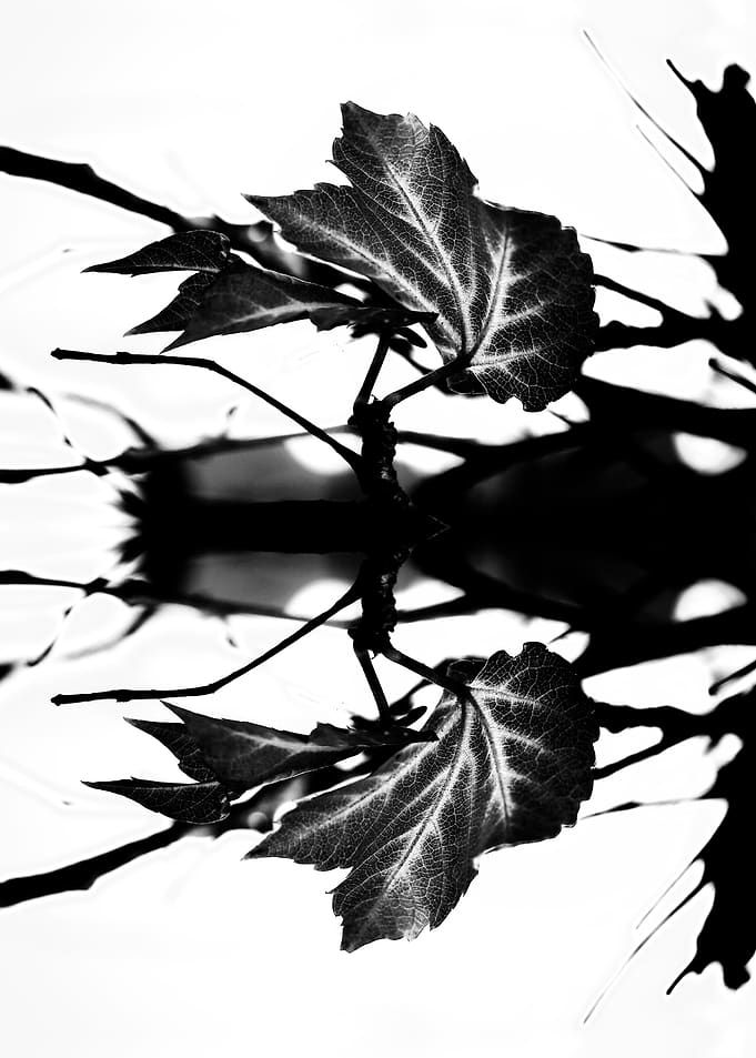 LEAVES MONOCHROM. © 2015 Pia Schneider | atelier COLOUR ...