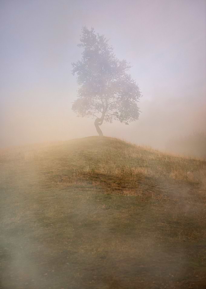 Morning foggy impression with a big tree