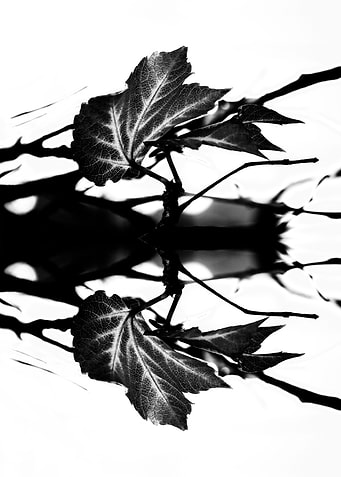LEAVES MONOCHROM v2. © 2015 Pia Schneider | atelier COL ...