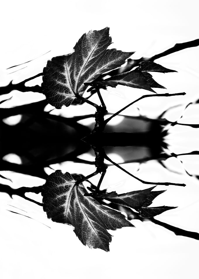 LEAVES MONOCHROM v2. © 2015 Pia Schneider | atelier COL ...