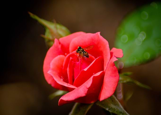 Bee love