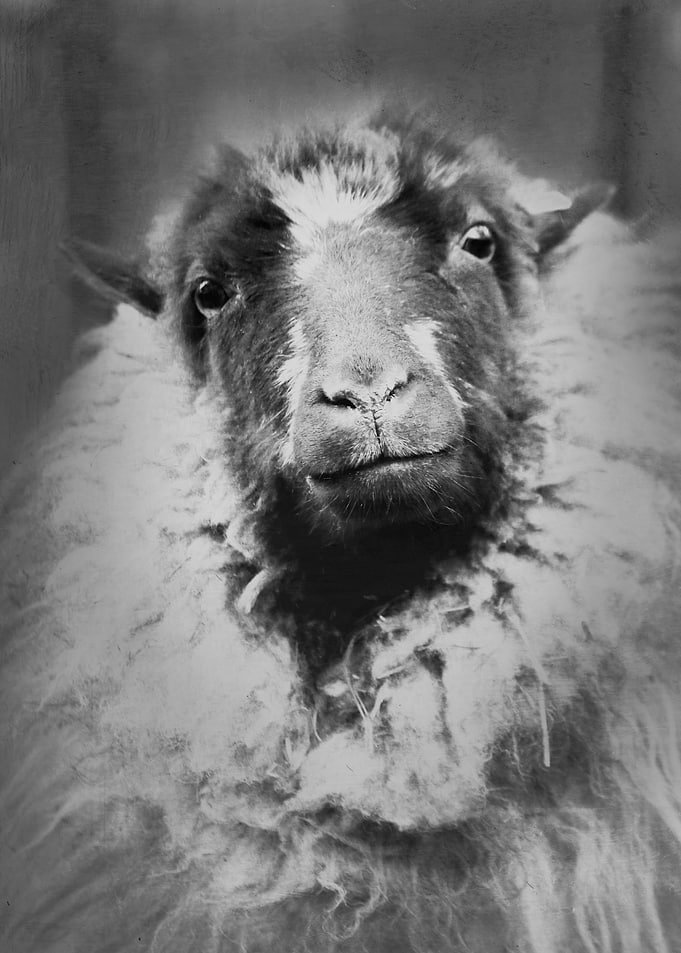 Sheep Person