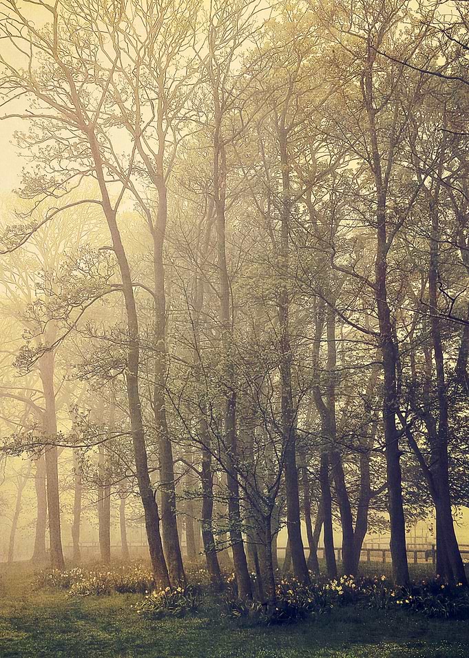 Young Trees