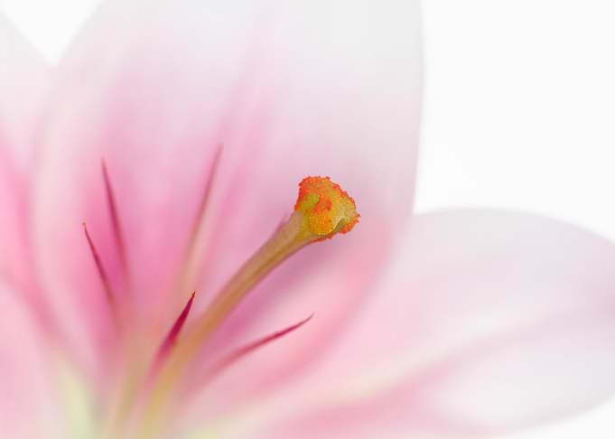 Lovely Lily