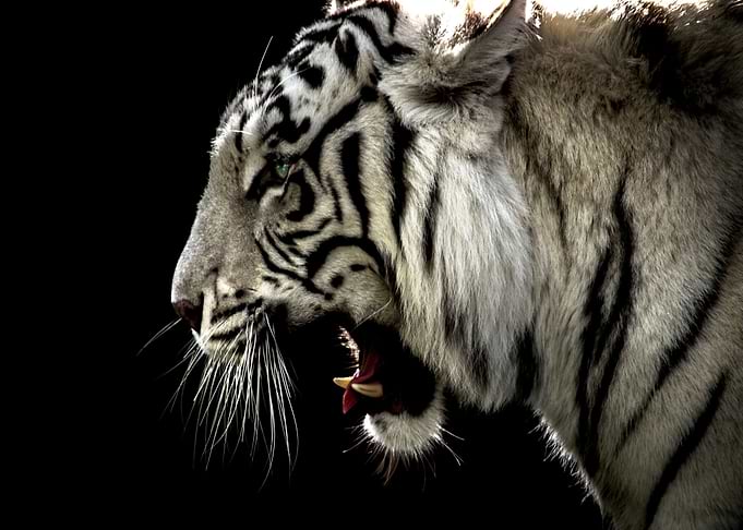 White Bengal Tiger