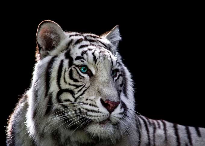 White Bengal Tiger