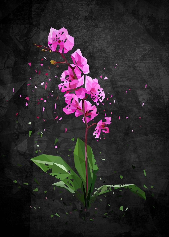 Polymetric orchids shattered with a dark background to ...