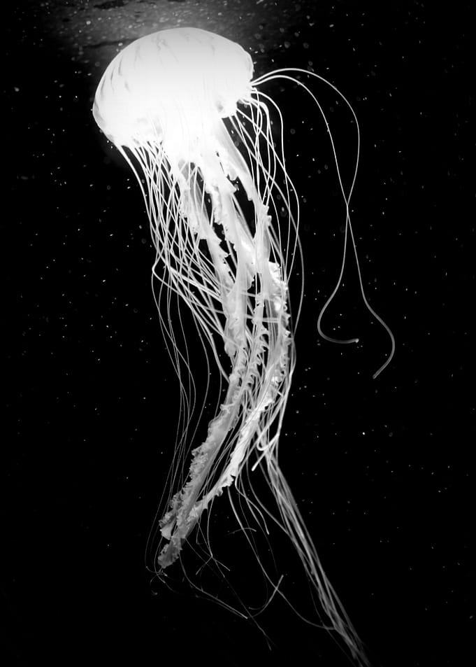 magical jelly fish
