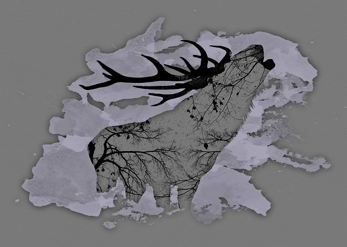 Winter life - Deer