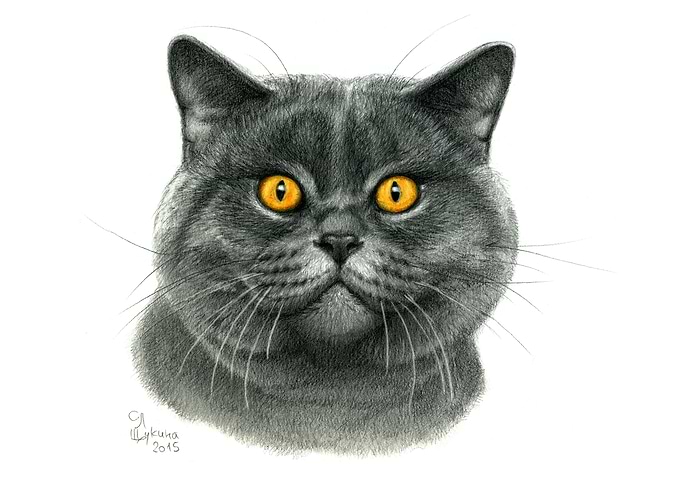 British shorthair cat portrait G120 by Svetlana Ledneva ...