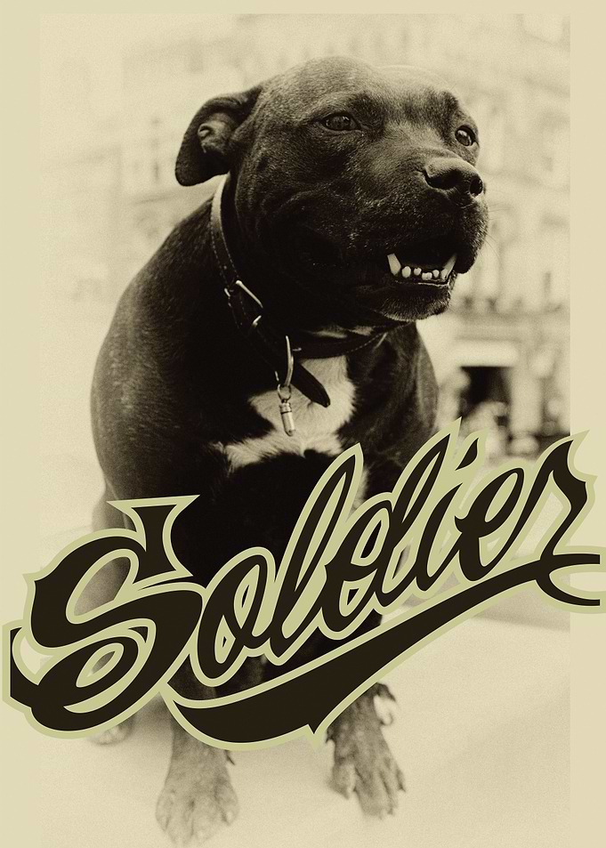 SoldierBull