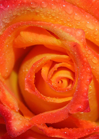 closeup of a rainy Rose