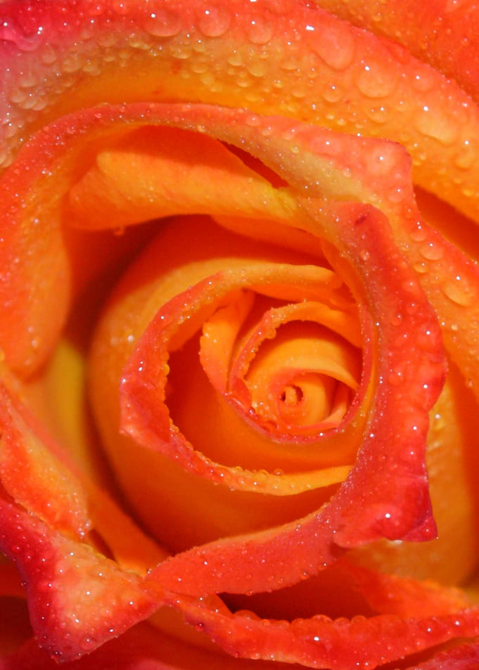 closeup of a rainy Rose