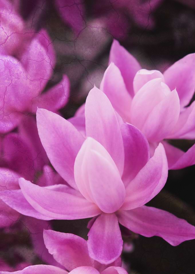 pink cactus blossoms