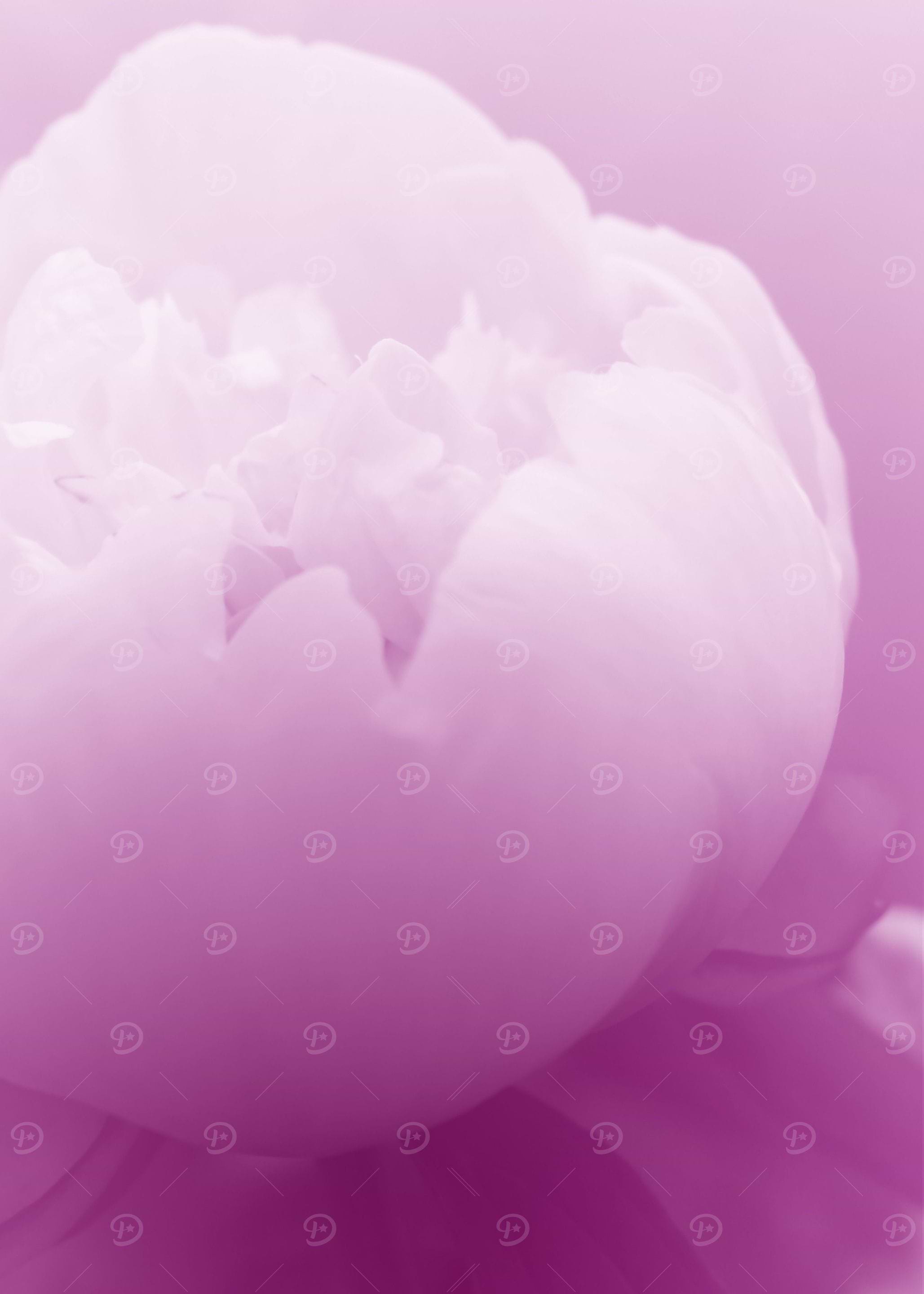 pink peony