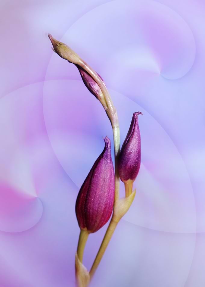 orchid buds