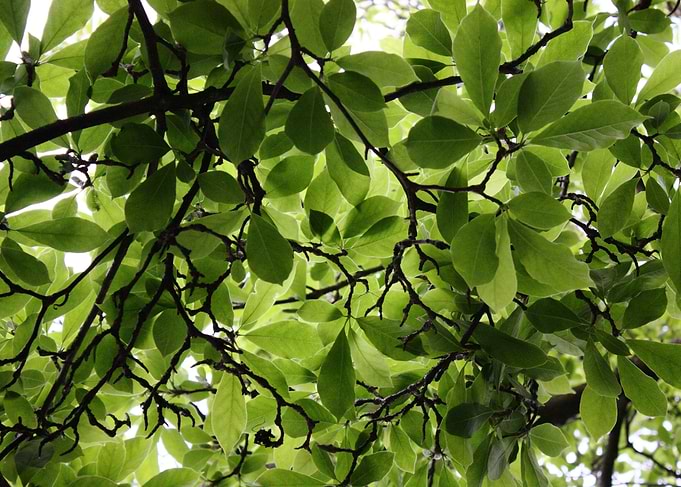 green petals