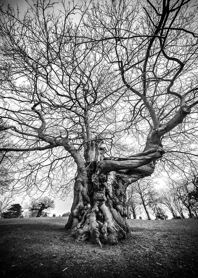 Spooky Tree