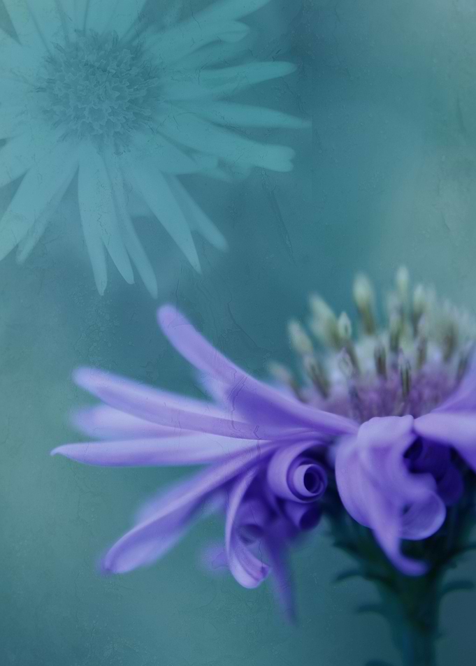 Romantic Flowers