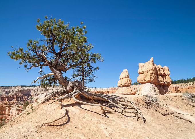 BRYCE CANYON Old Tree