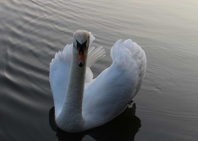 A picture I took at Fradley nature reserve in March 201 ...